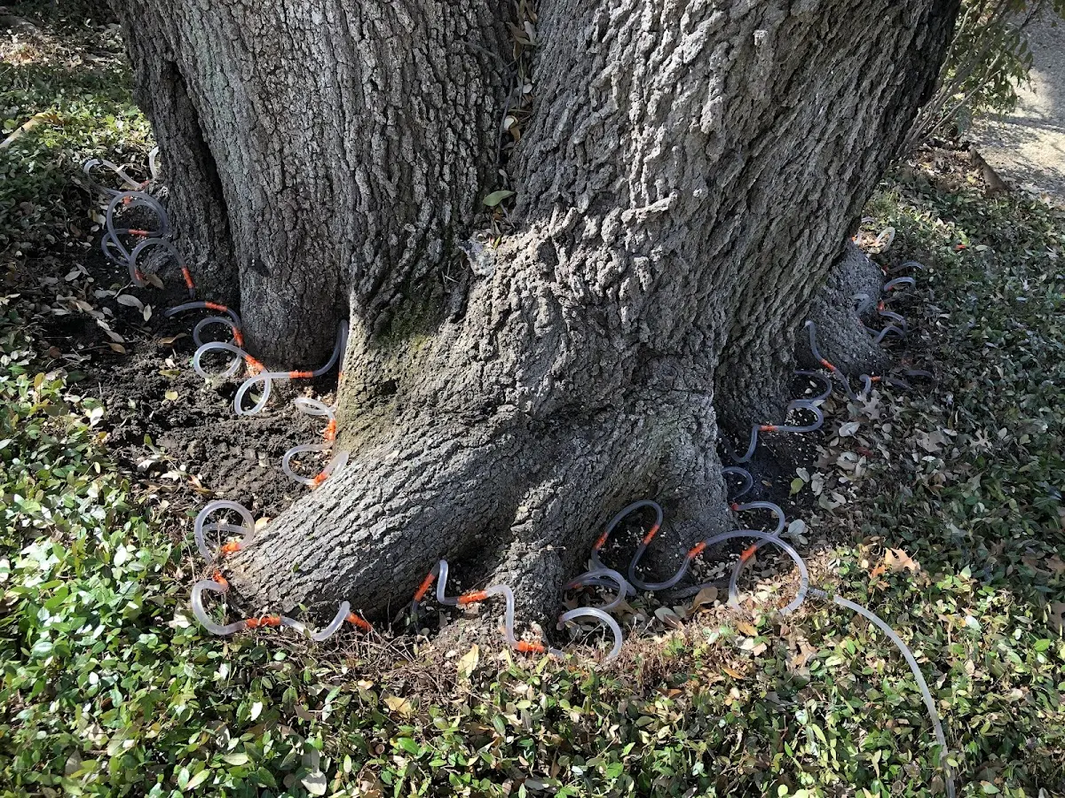 Detailed Tree Cabling and Bracing job site in Bridgewater